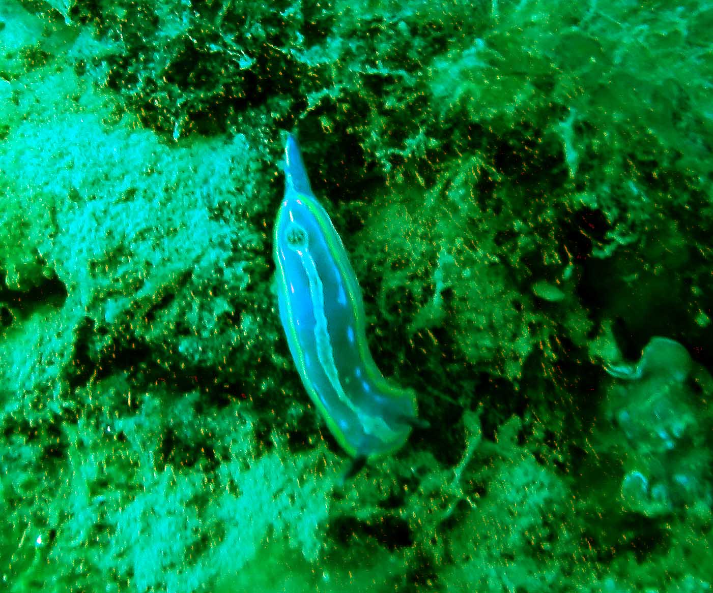 Nudibranco da identificare: Hypselodoris?